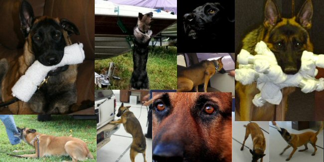 K9 - Collage