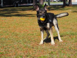 K9 unit training