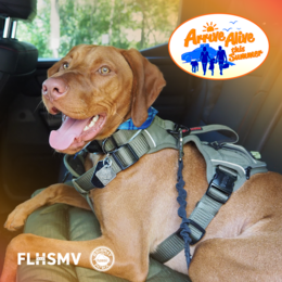 Secure your pet in a cate or safety harness